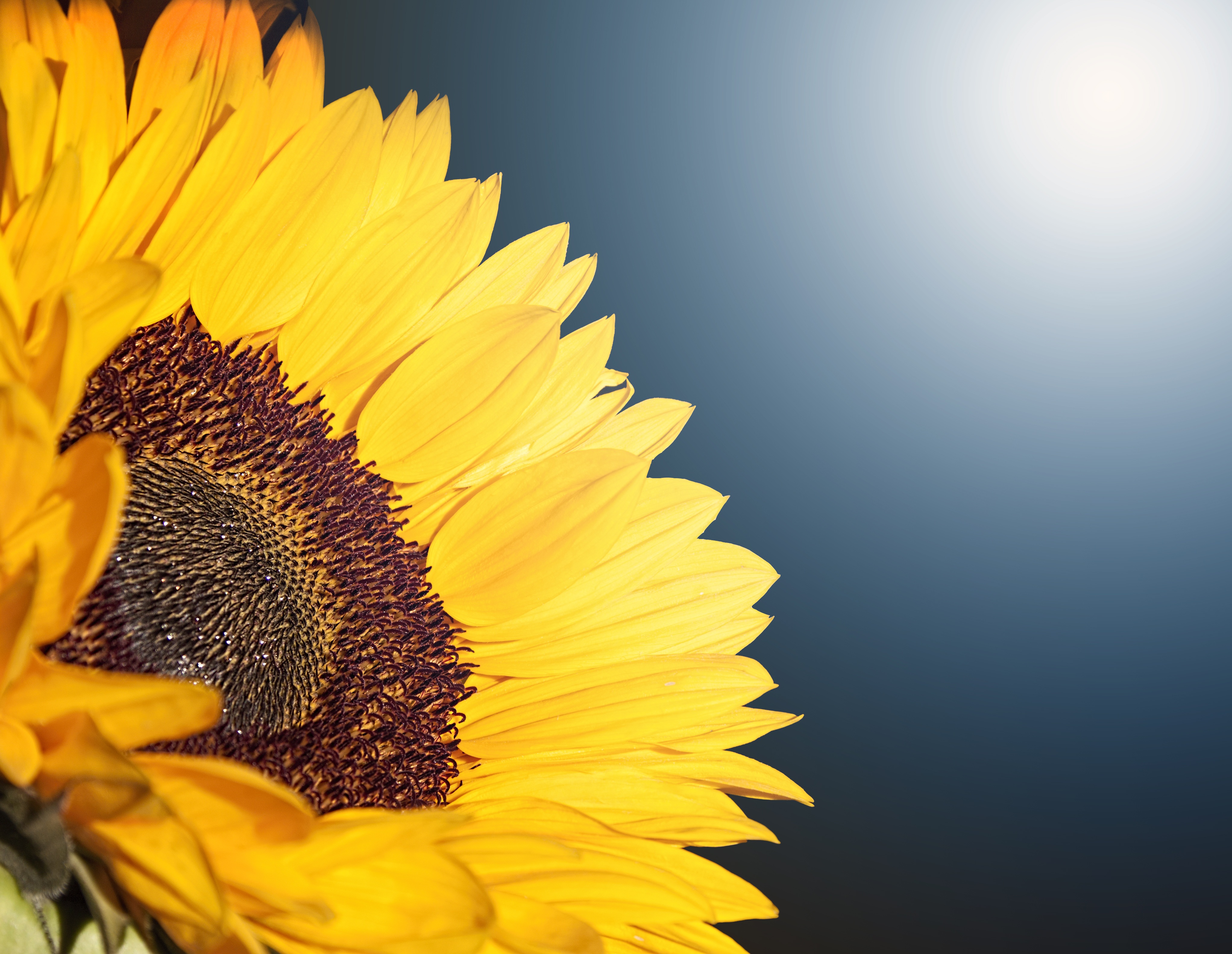 Sunflowers Macro Wallpapers