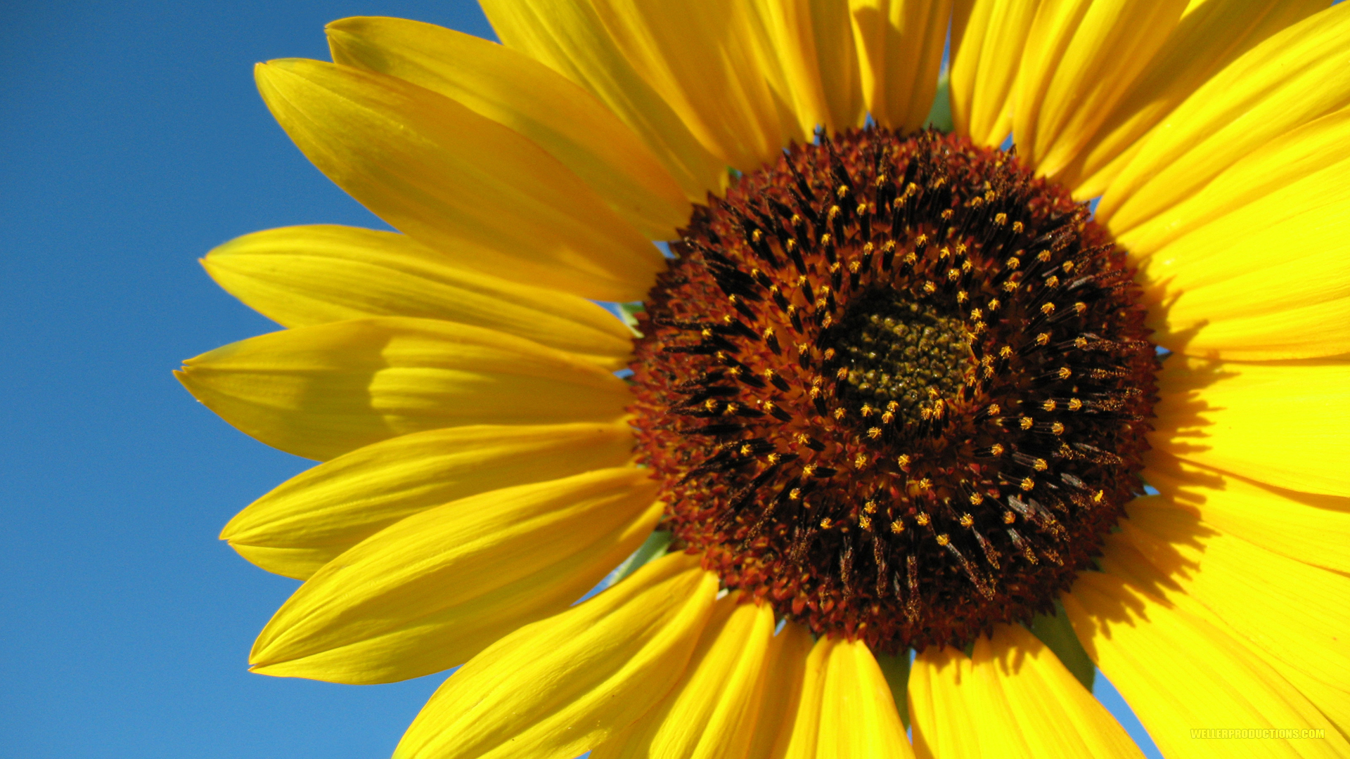 Sunflowers Macro Wallpapers