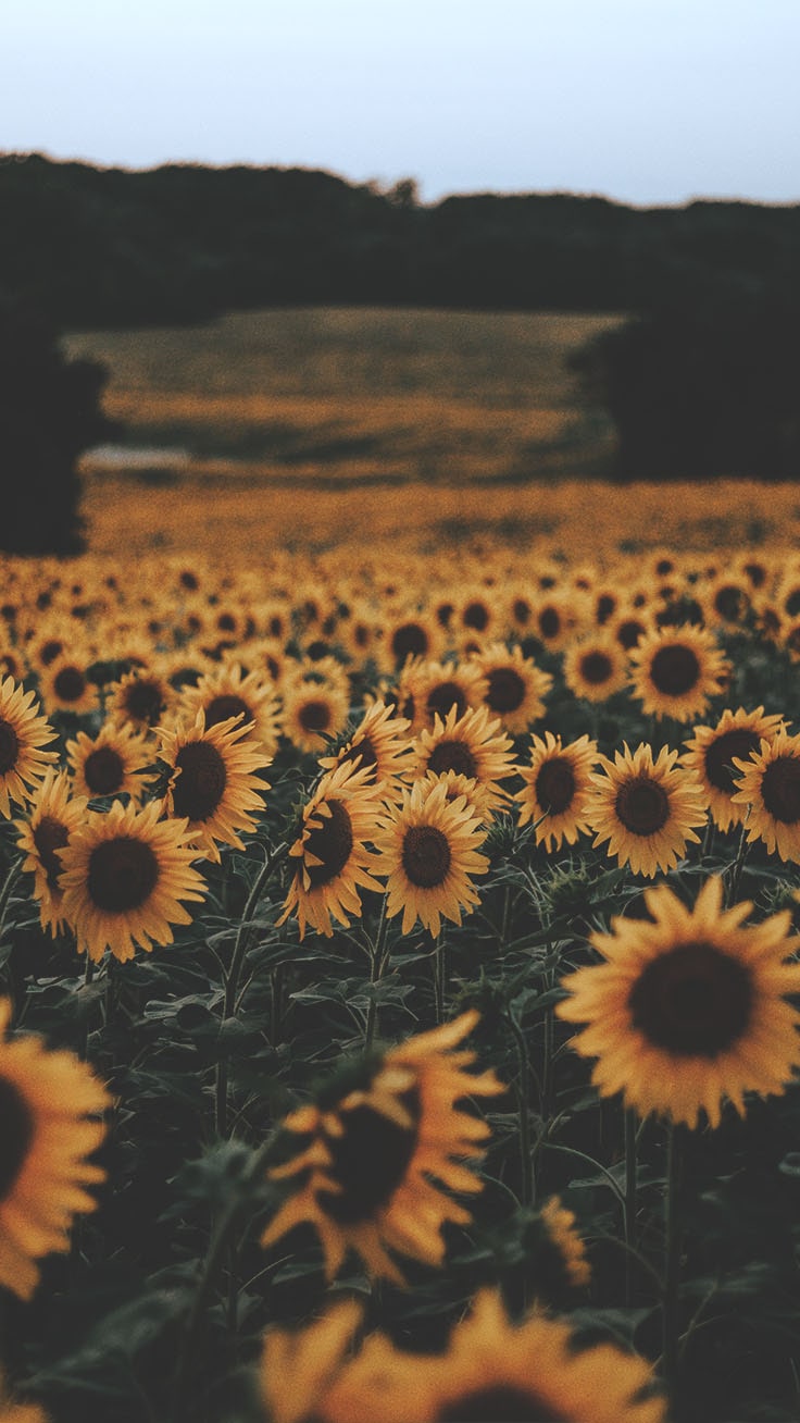 Sunflowers Wallpapers