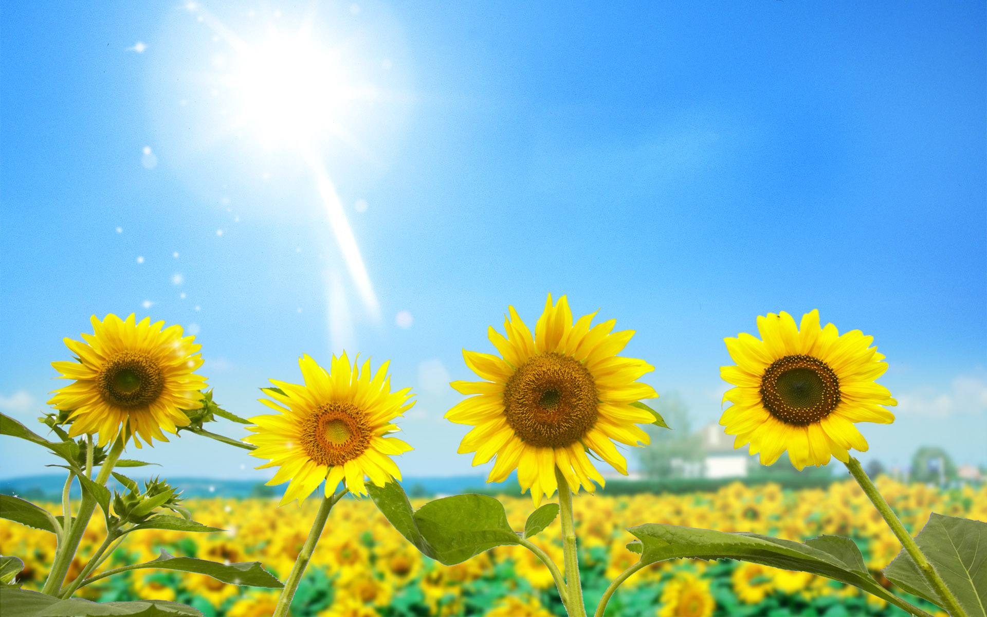 Sunflowers Wallpapers