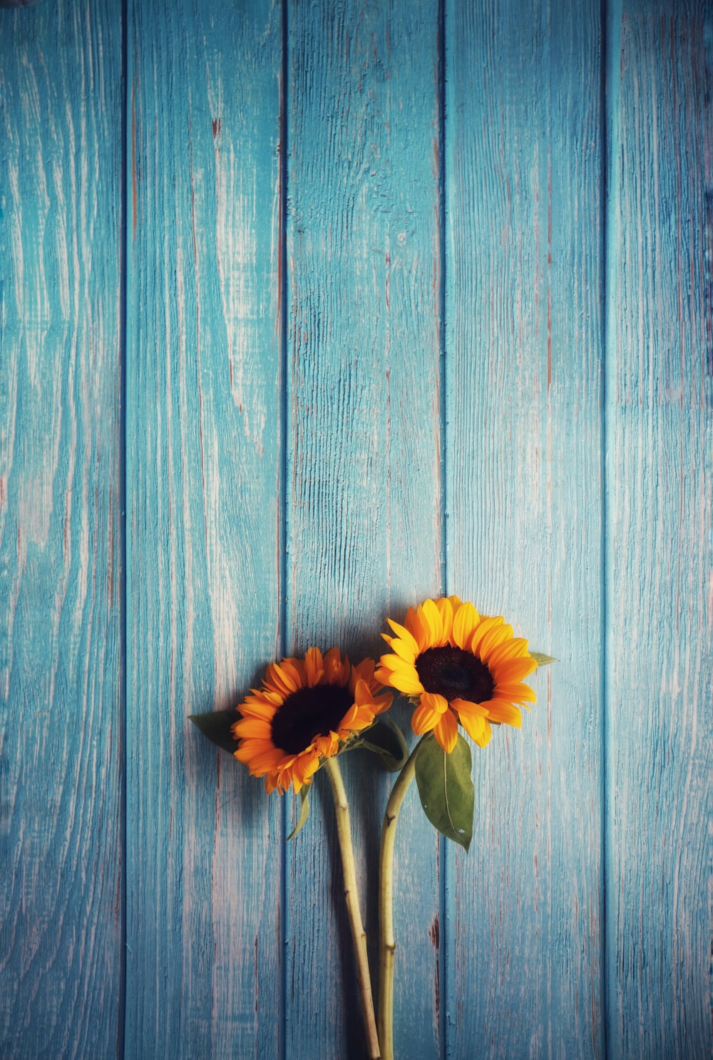 Sunflowers Wallpapers