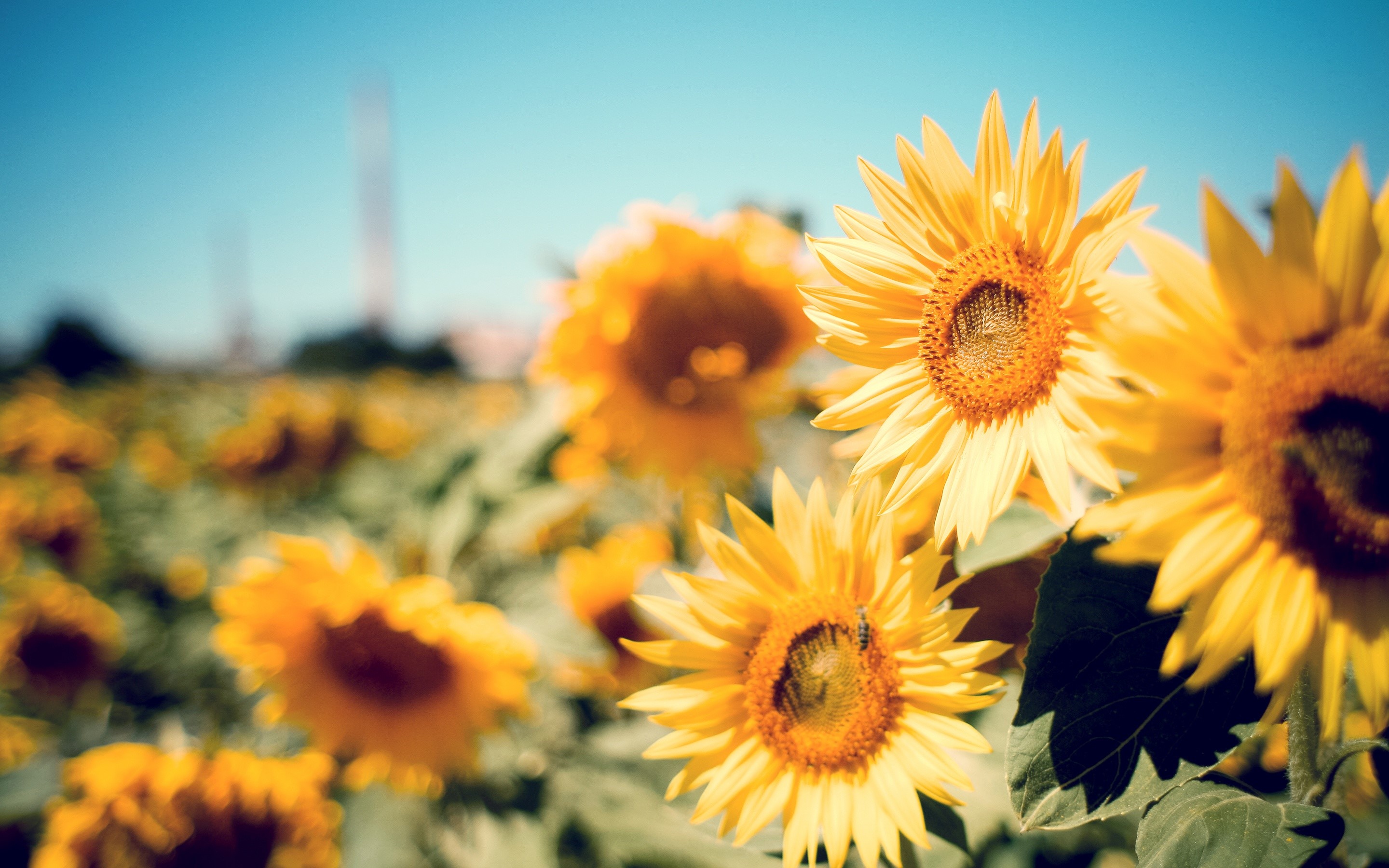 Sunflowers Wallpapers