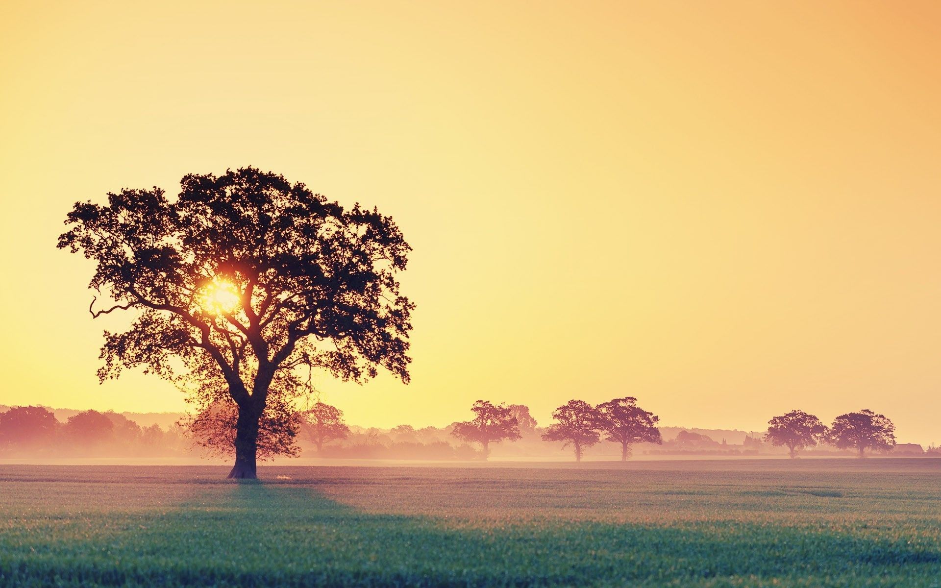 Sunrise Background Hd Tree