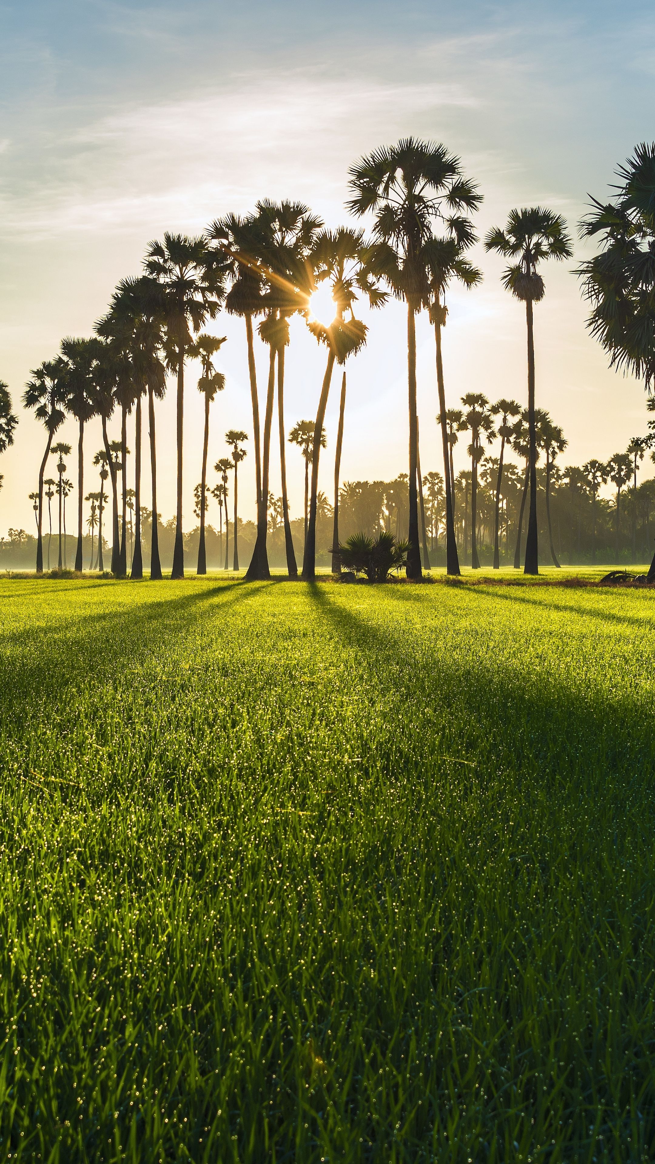 Sunrise Background Hd Tree