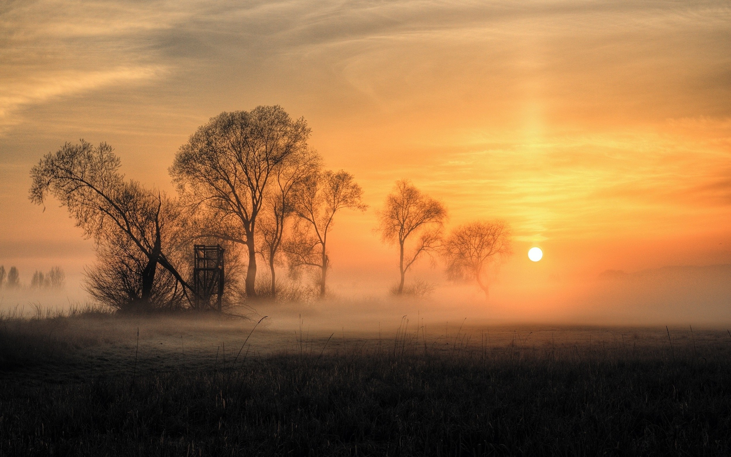 Sunrise Background Hd Tree