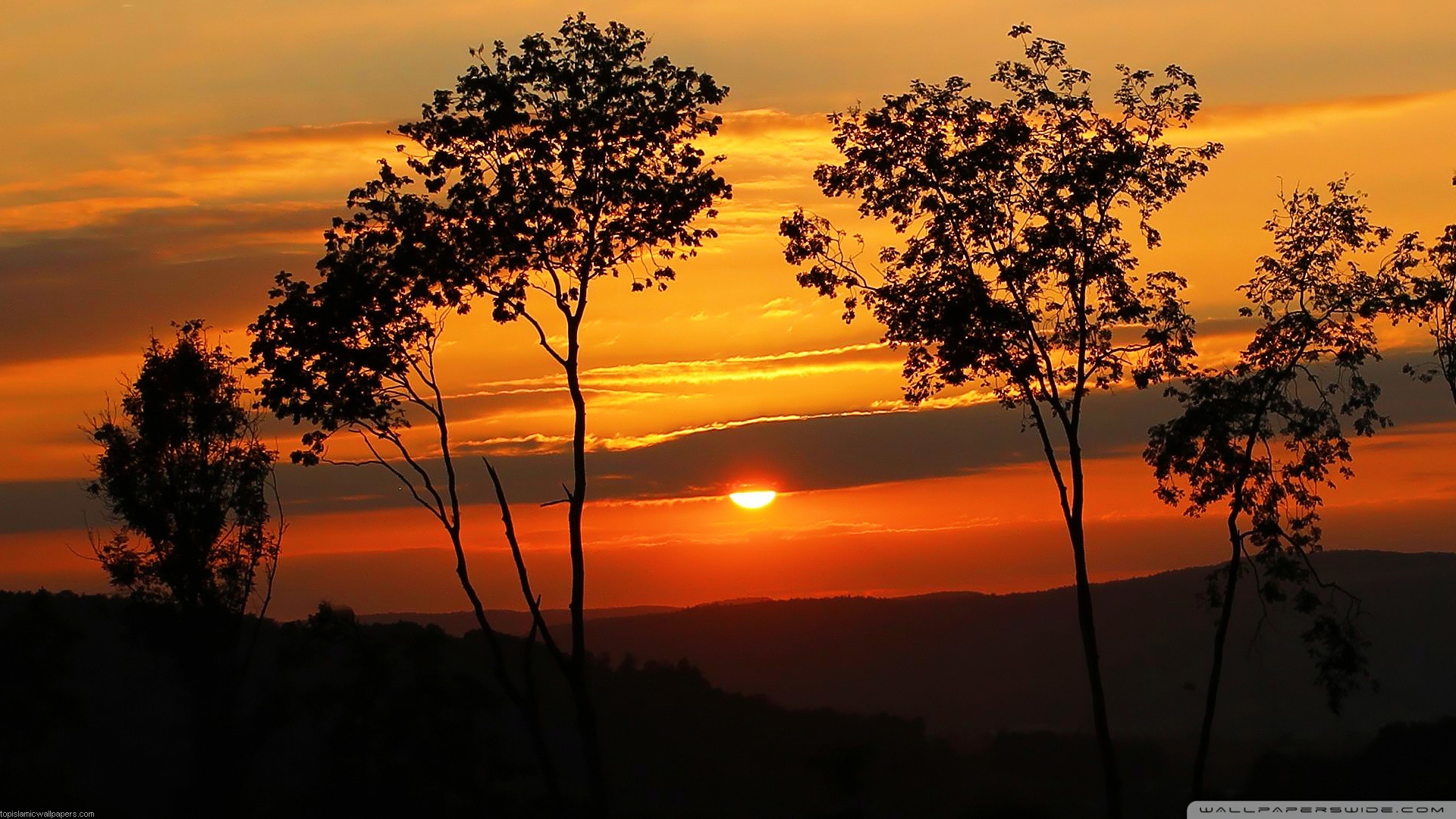 Sunrise Background Hd Tree