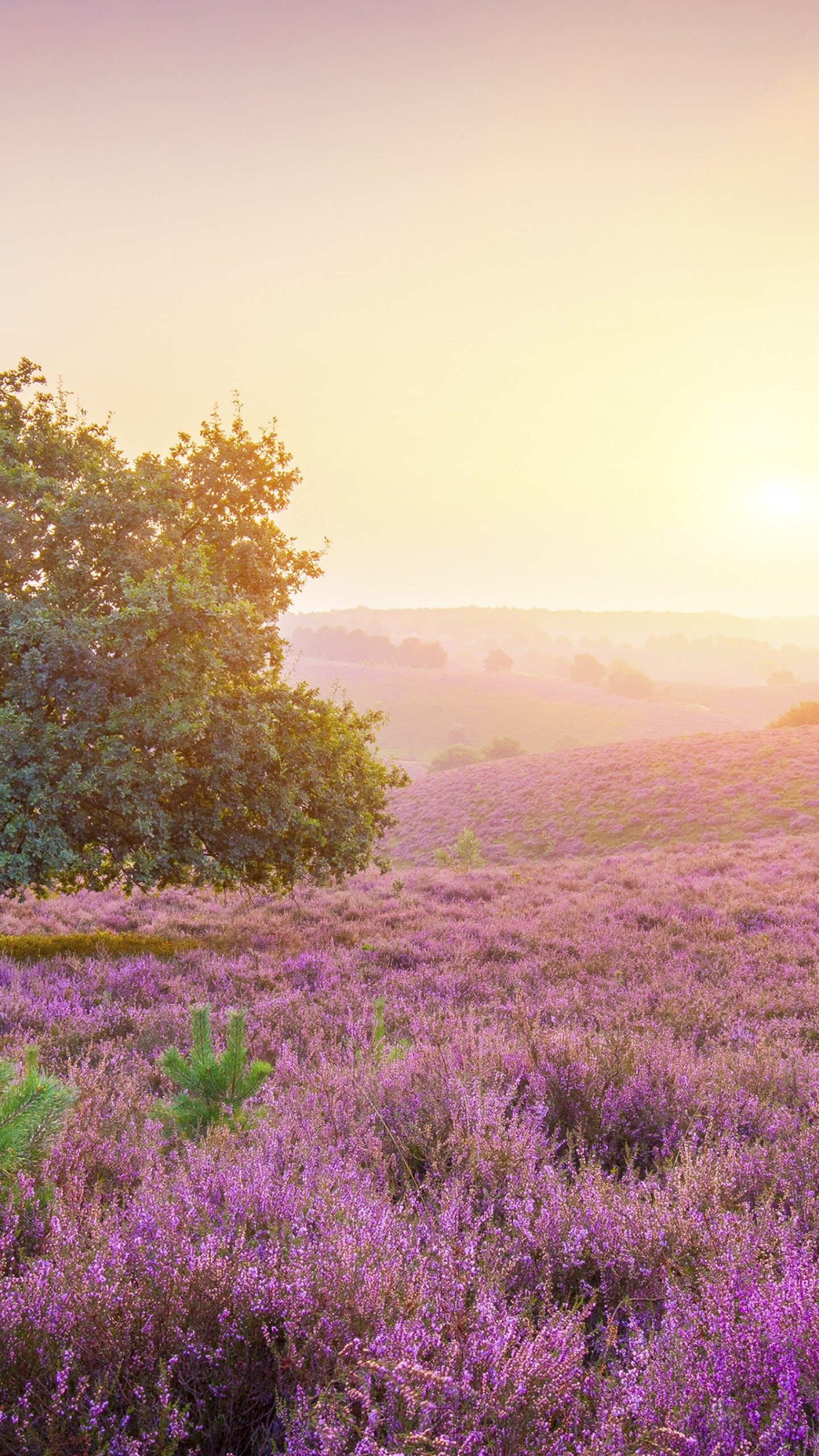 Sunrise Background Hd Tree