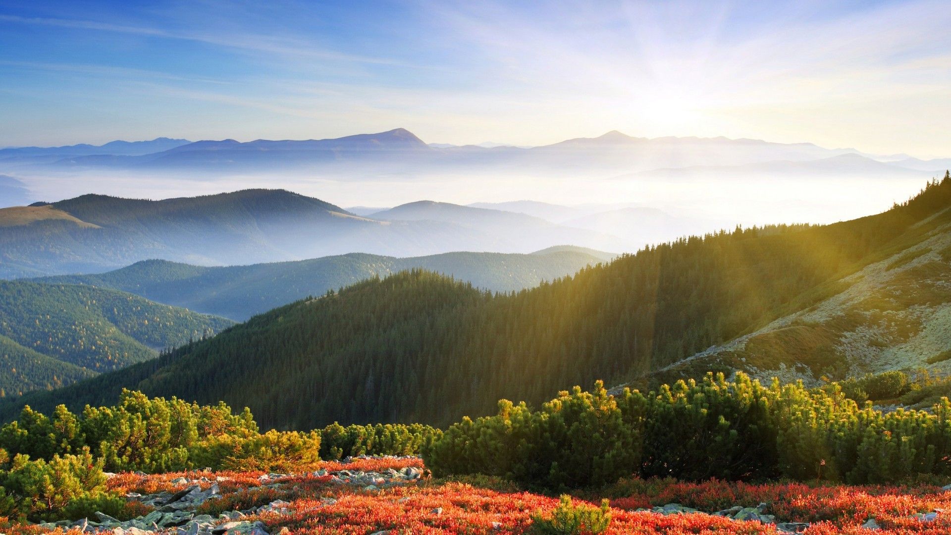 Sunrise In Forest Landscape Illustrate Wallpapers