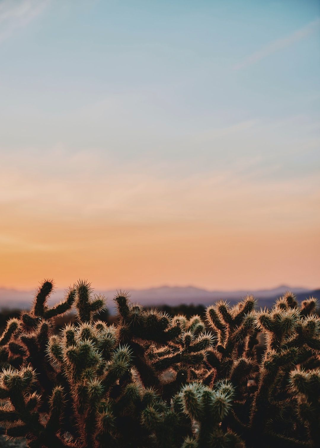 Sunrise In Joshua Tree National Park Wallpapers