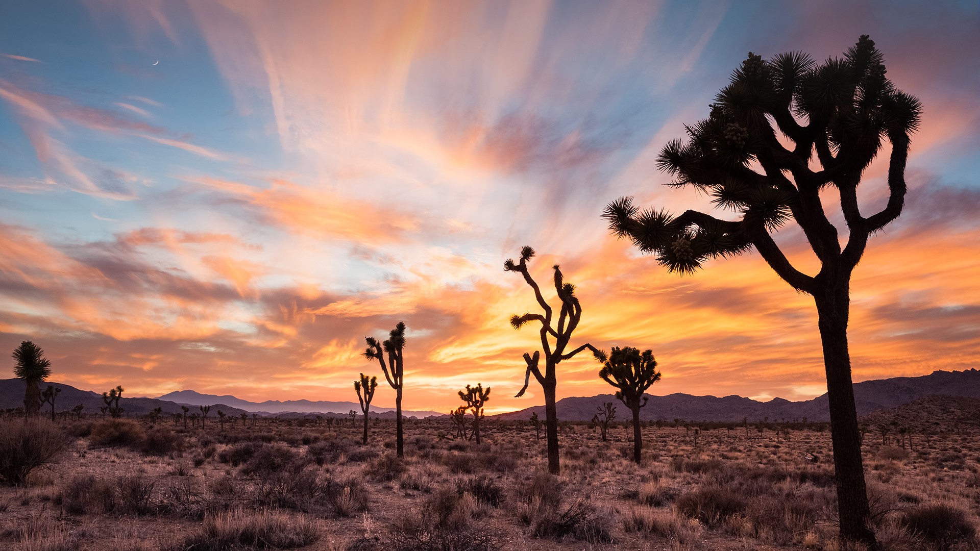 Sunrise In Joshua Tree National Park Wallpapers