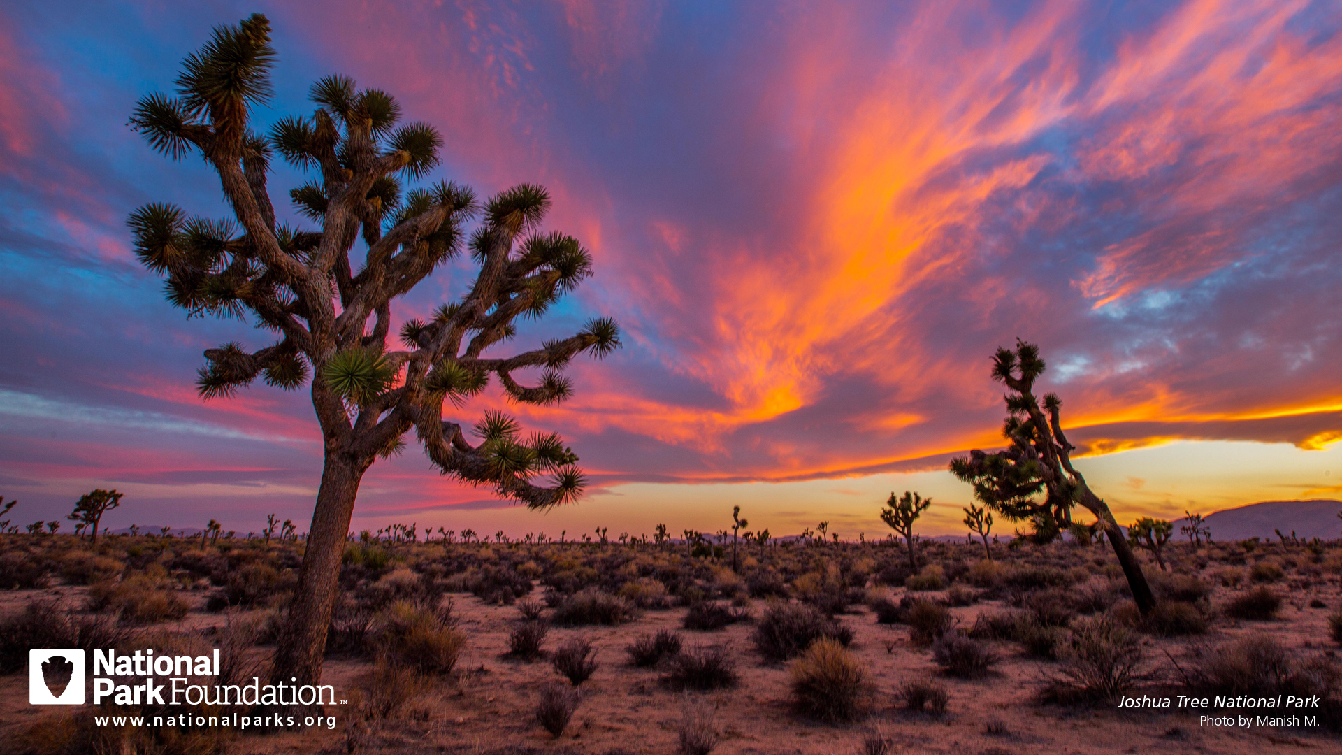 Sunrise In Joshua Tree National Park Wallpapers