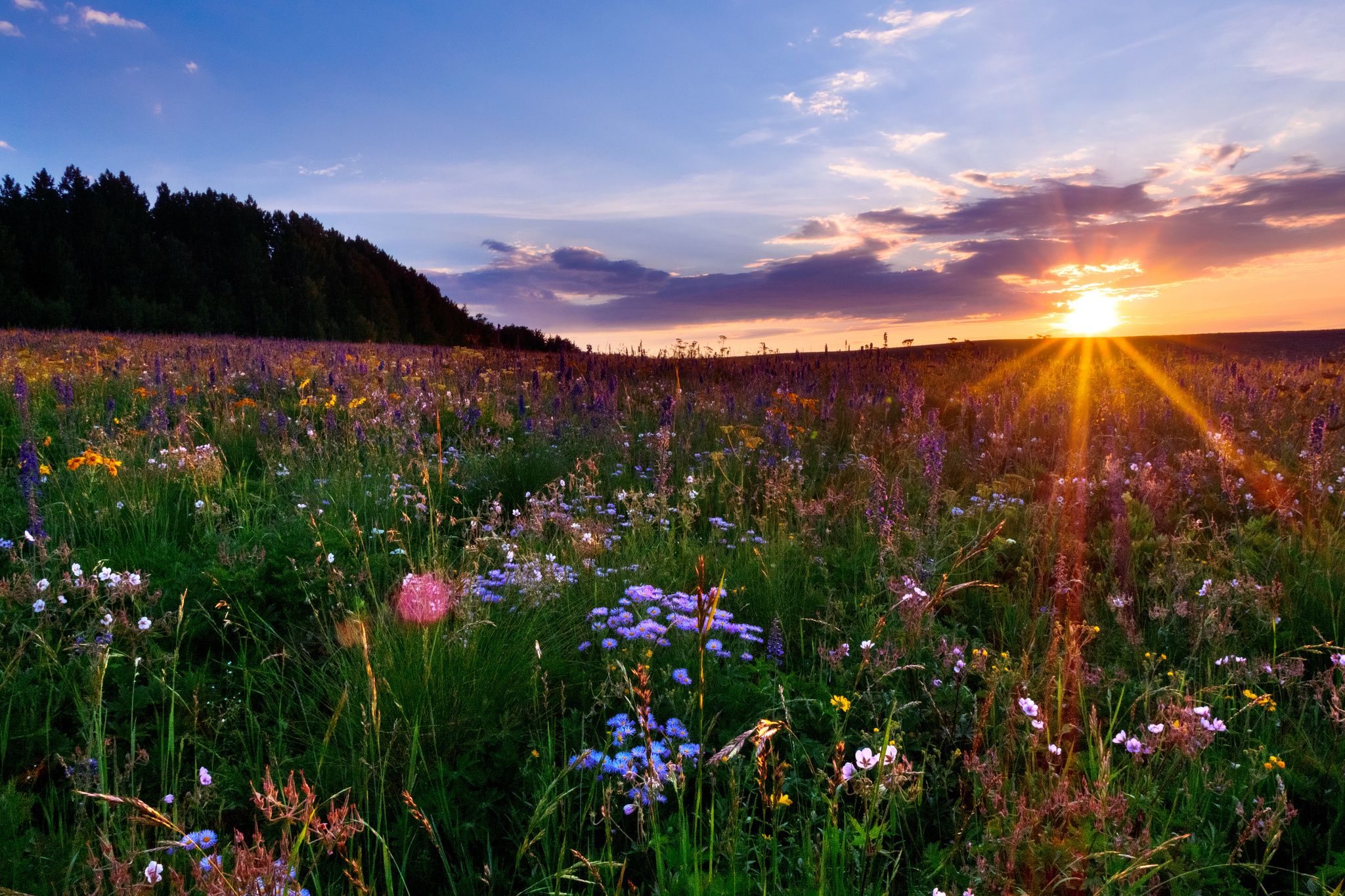 Sunrise Meadow Wallpapers