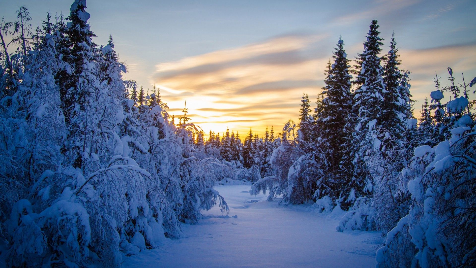 Sunrise Winter Forest Art Wallpapers