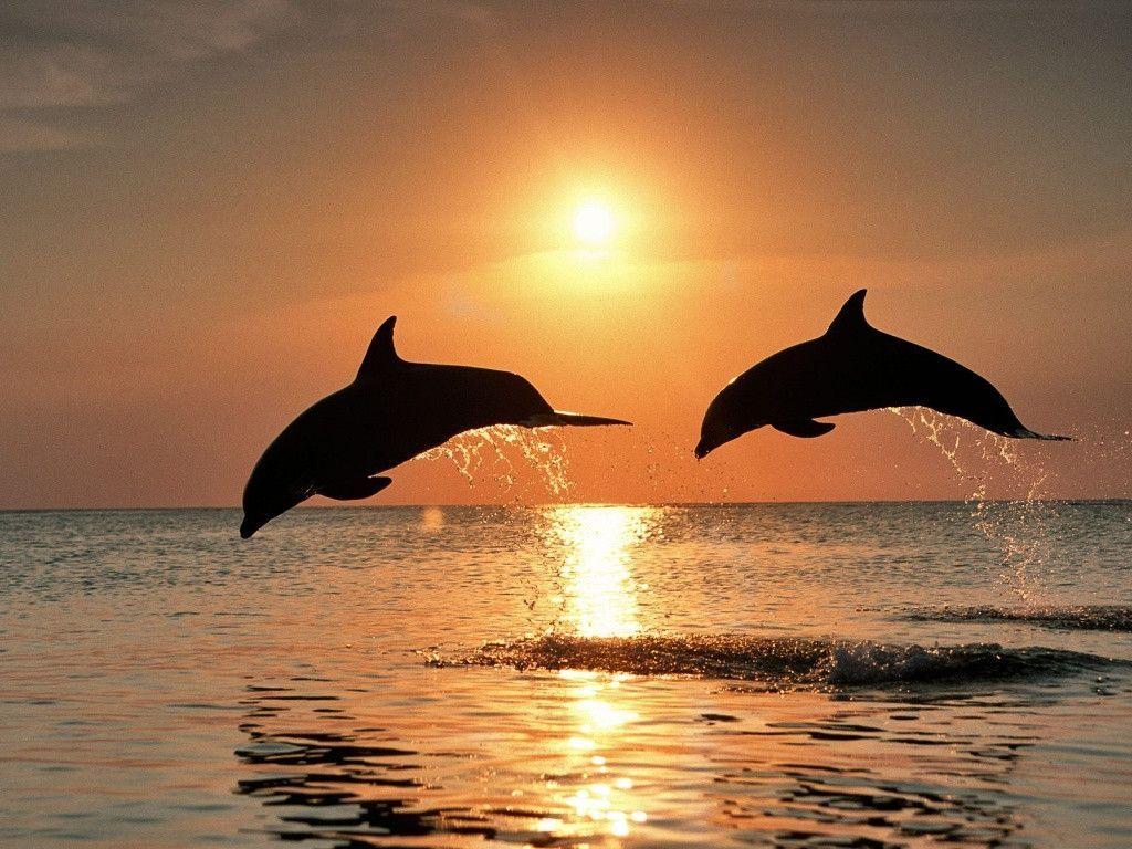 Sunset Dolphin Wallpapers