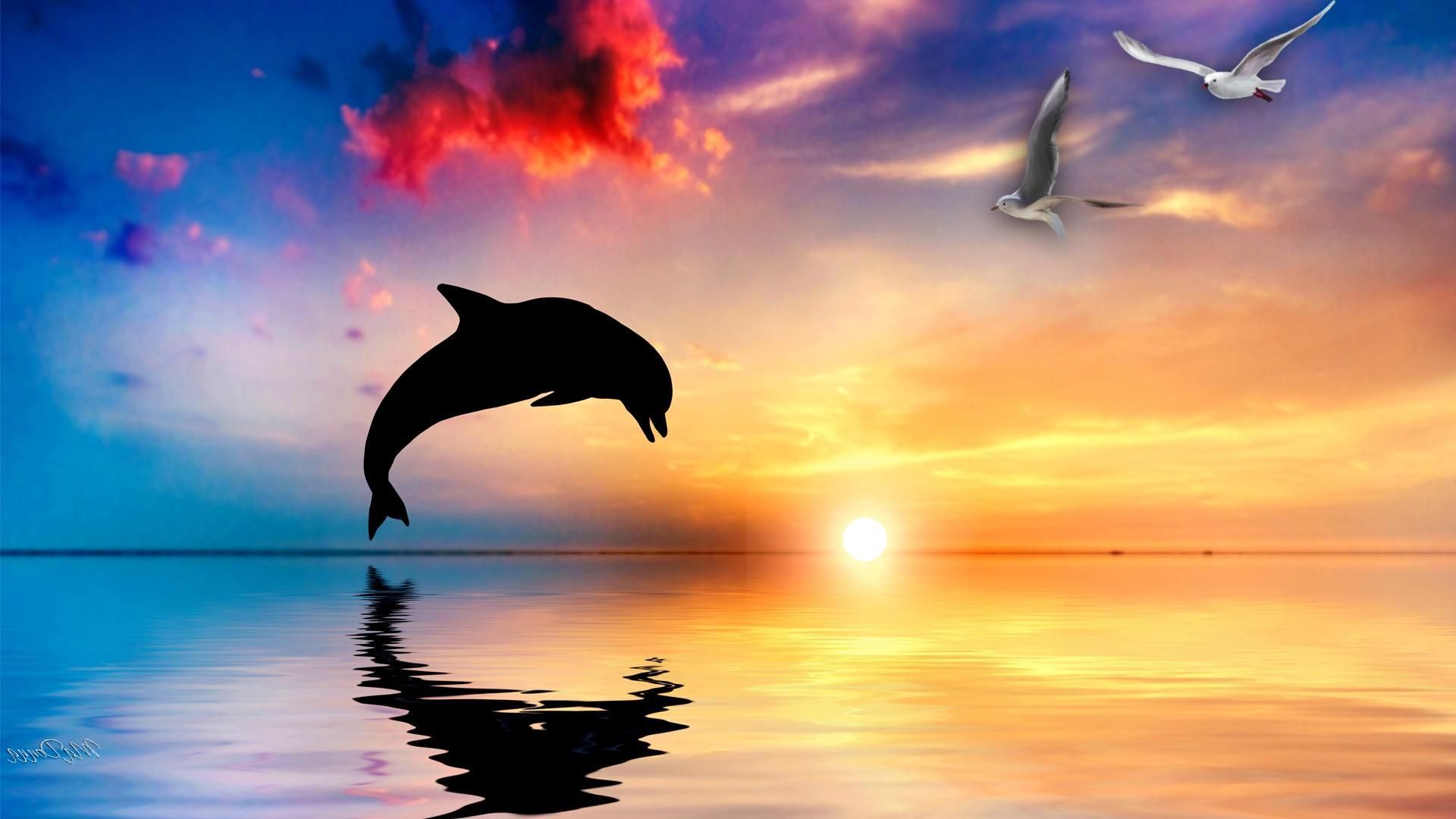 Sunset Dolphin Wallpapers