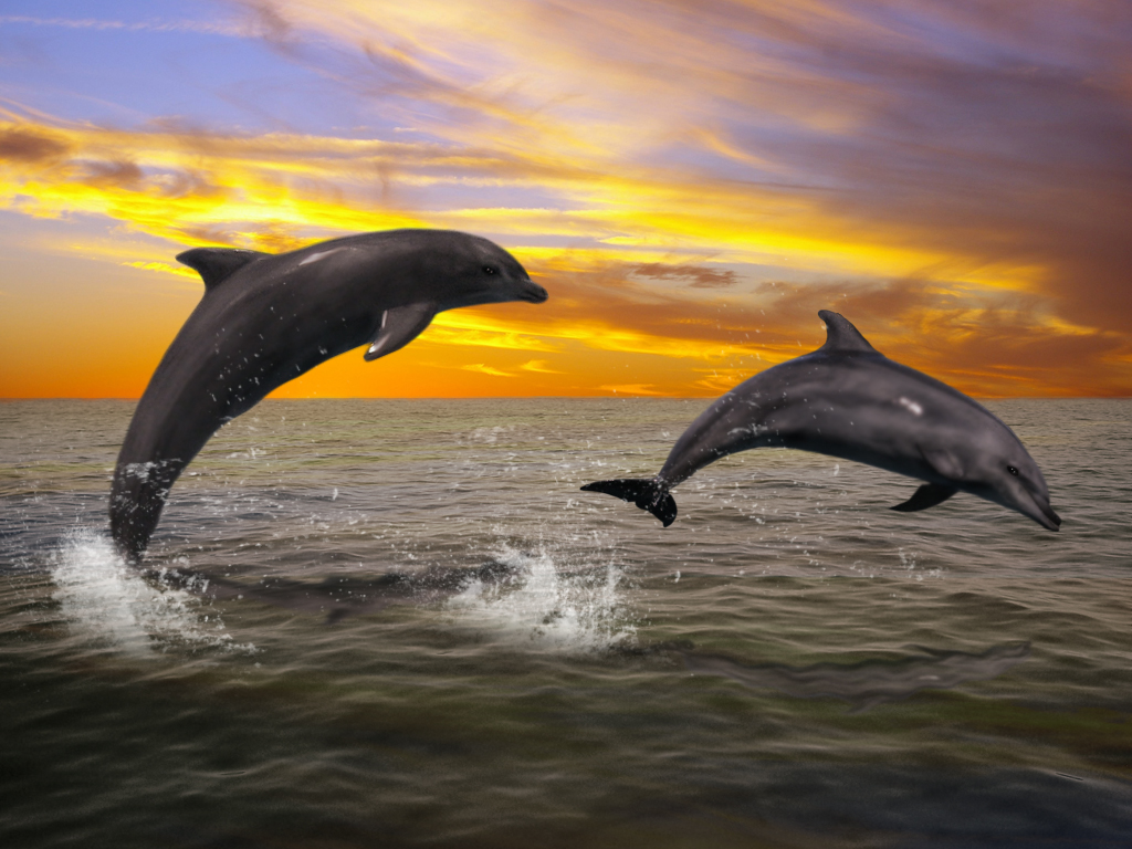 Sunset Dolphin Wallpapers