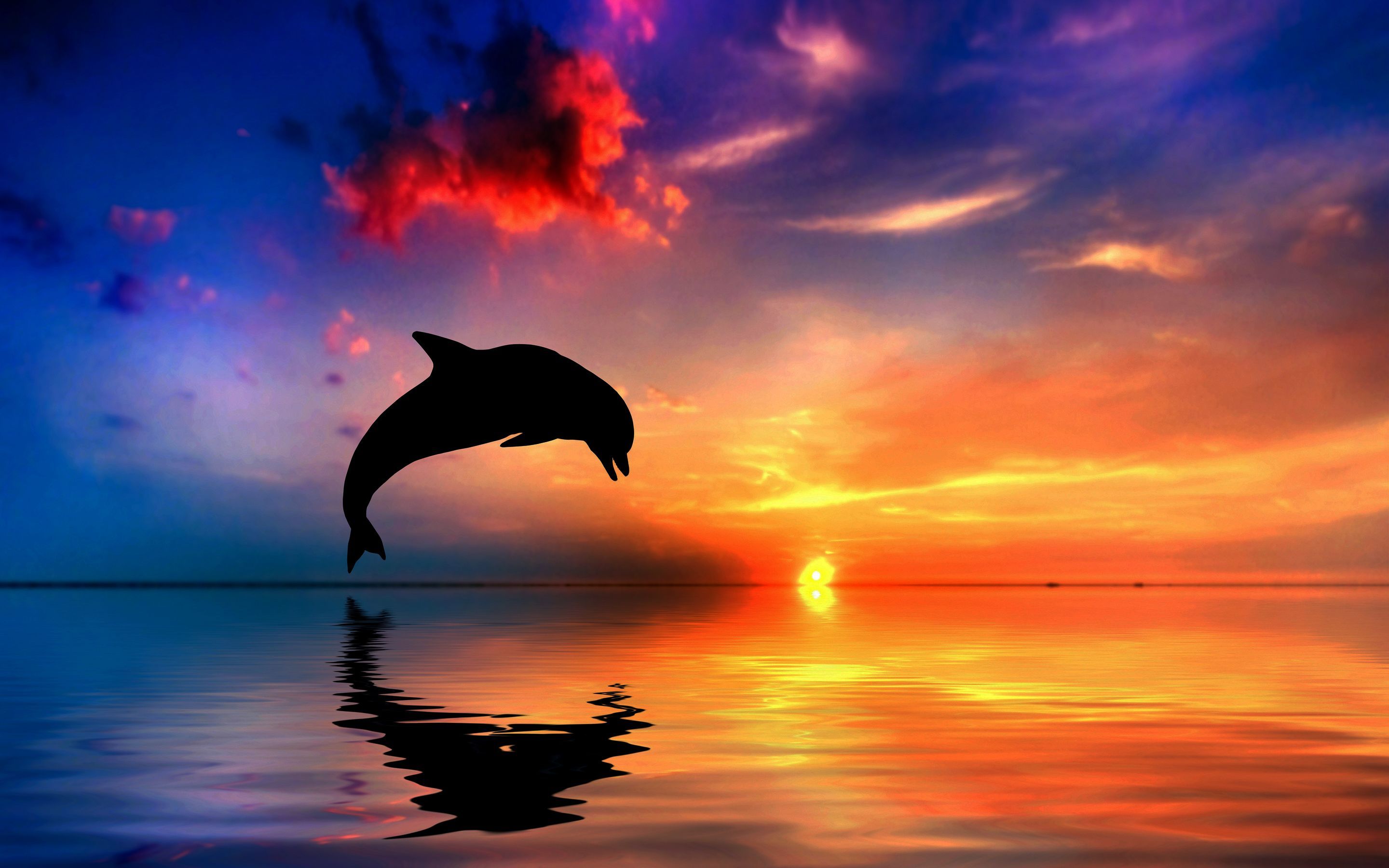Sunset Dolphin Wallpapers