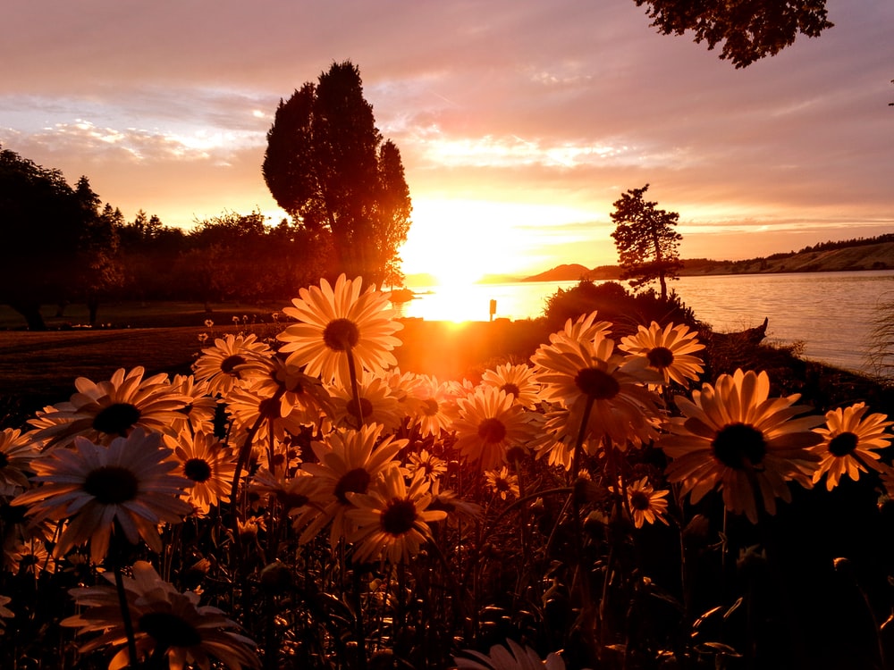 Sunset Flowers Wallpapers