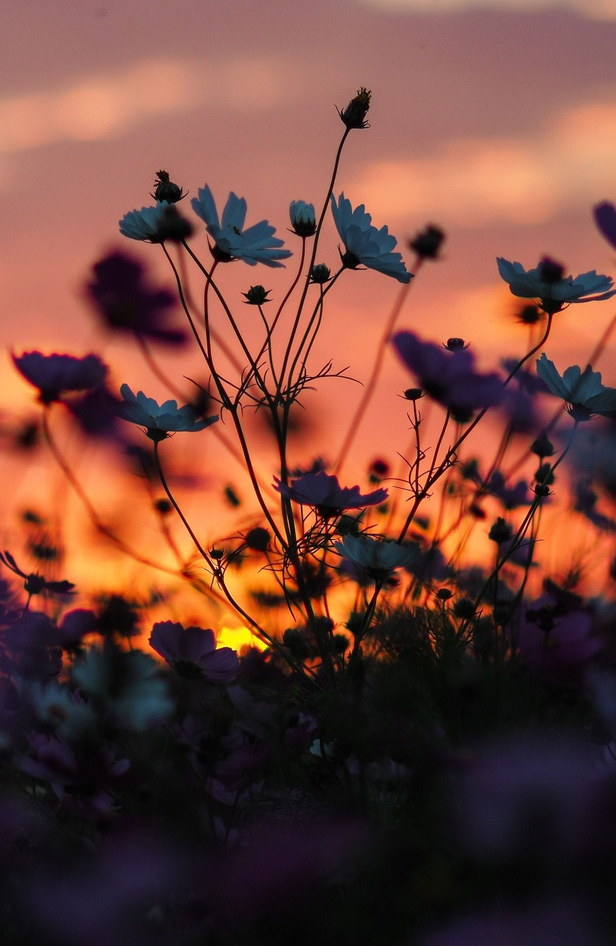 Sunset Flowers Wallpapers