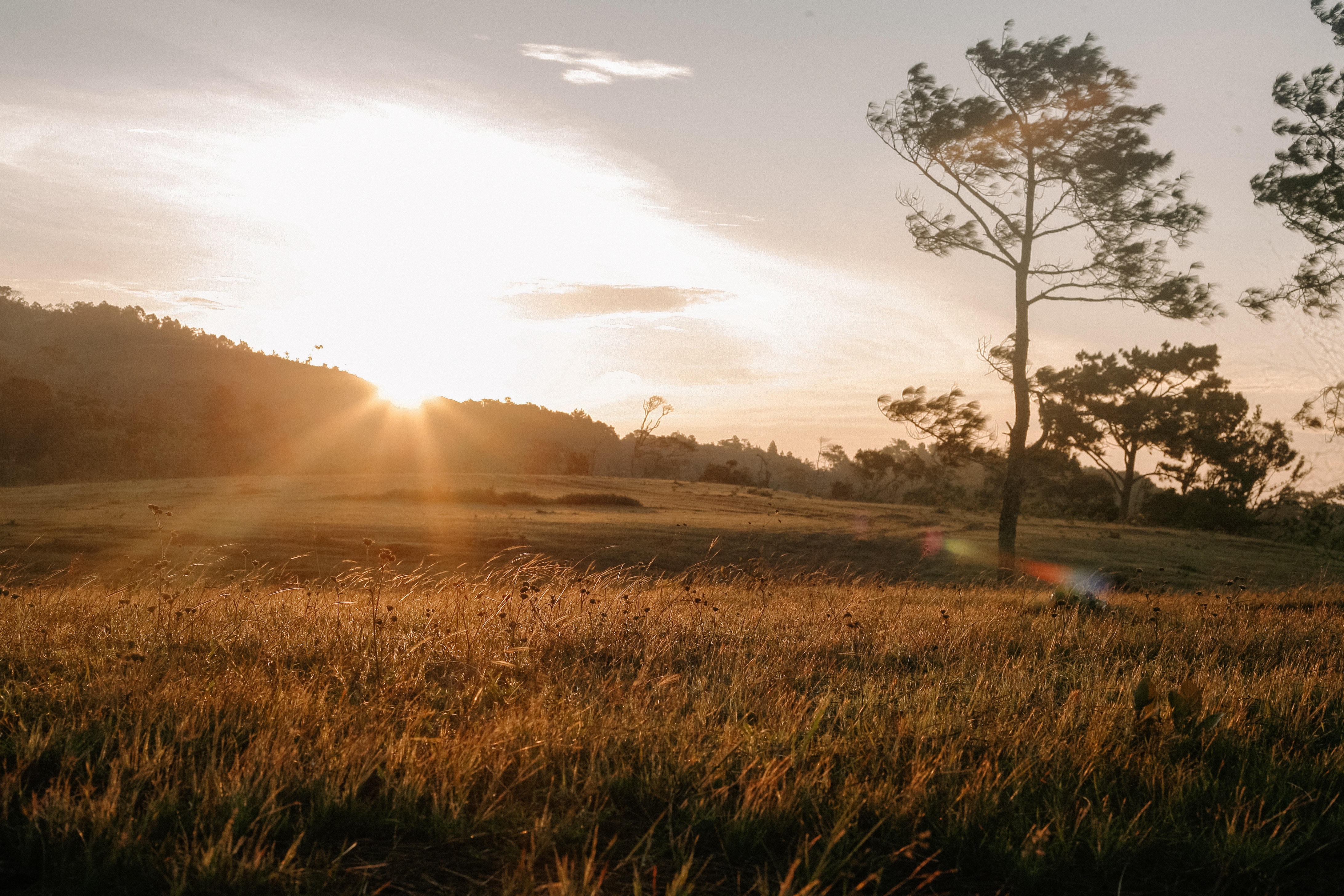 Sunset In Wheat Grass Field Wallpapers