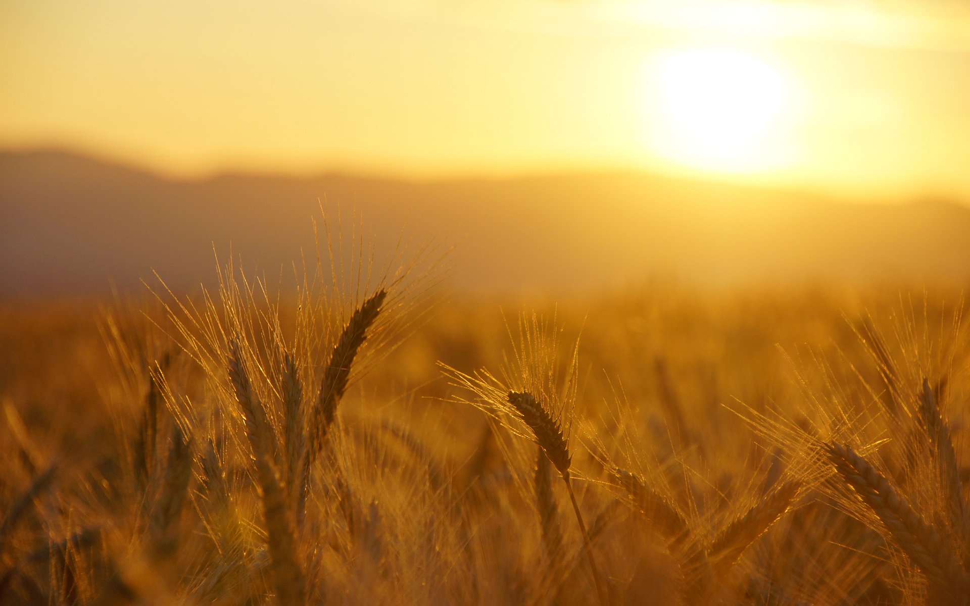 Sunset In Wheat Grass Field Wallpapers