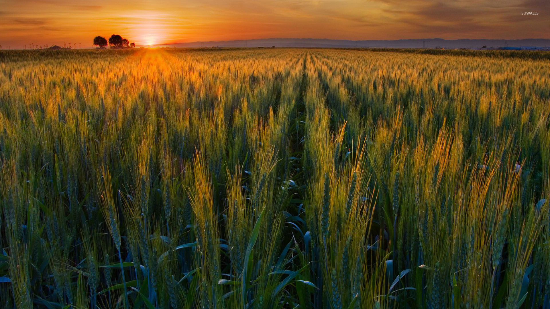 Sunset In Wheat Grass Field Wallpapers