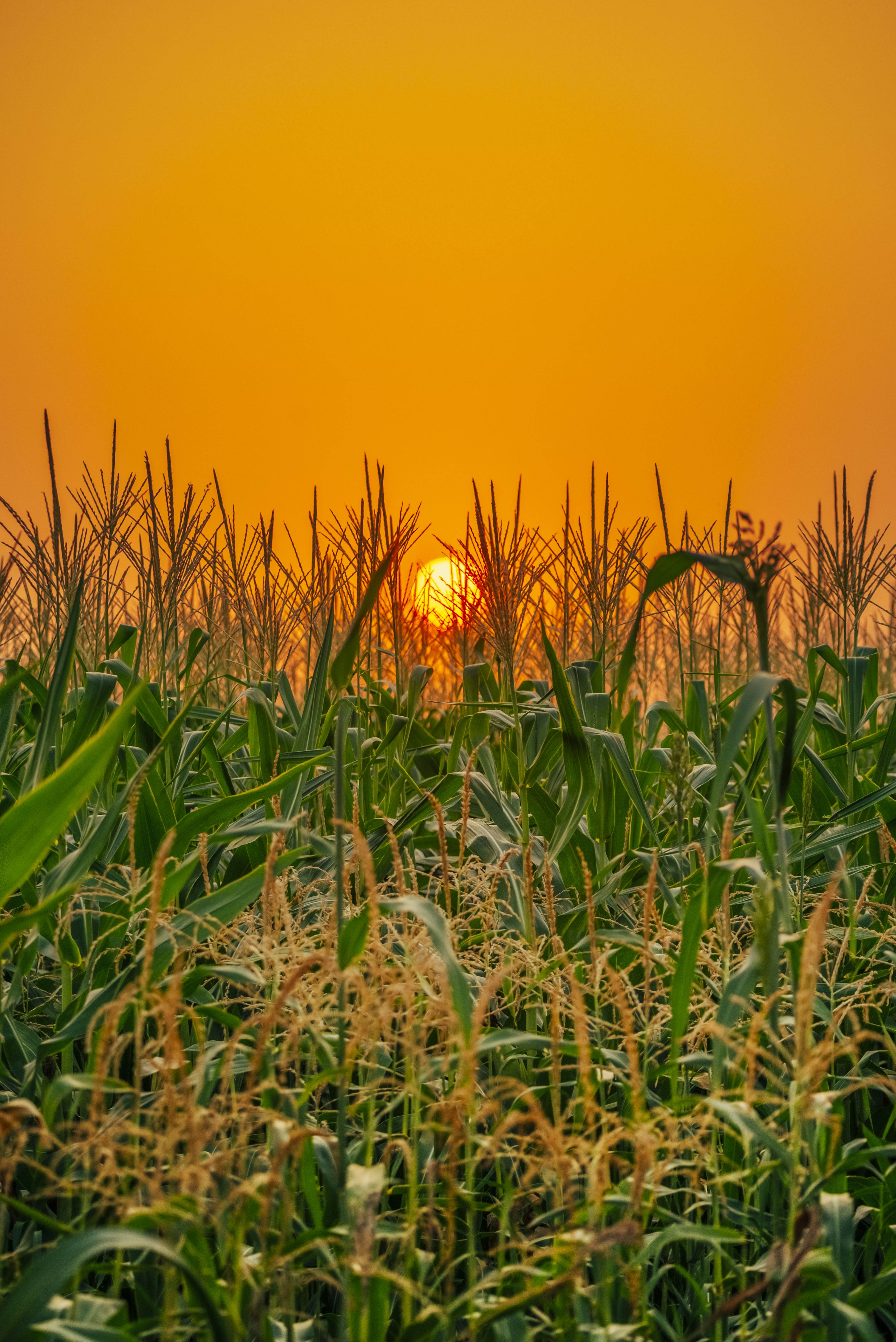 Sunset In Wheat Grass Field Wallpapers