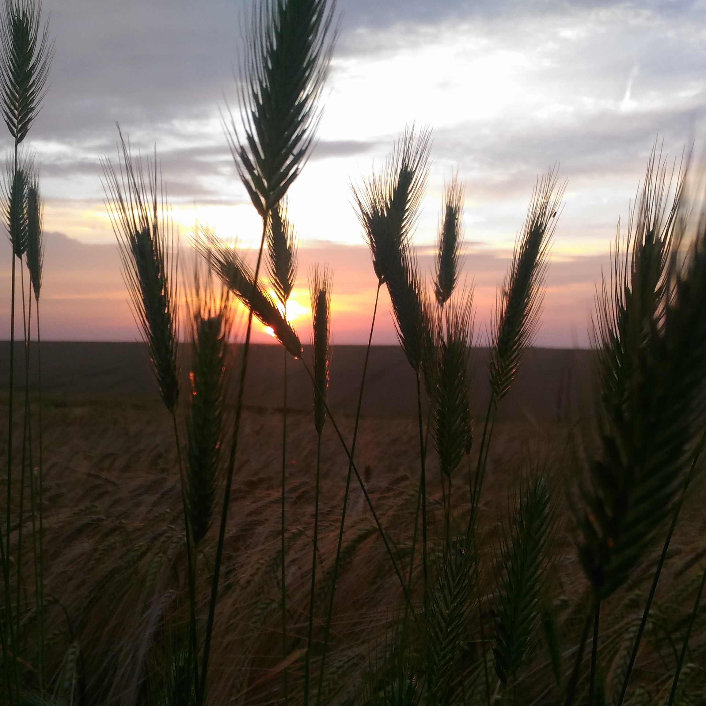 Sunset In Wheat Grass Field Wallpapers