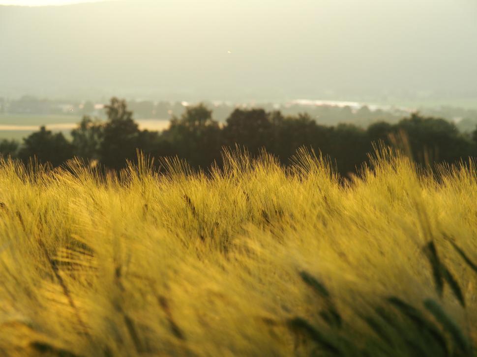 Sunset In Wheat Grass Field Wallpapers