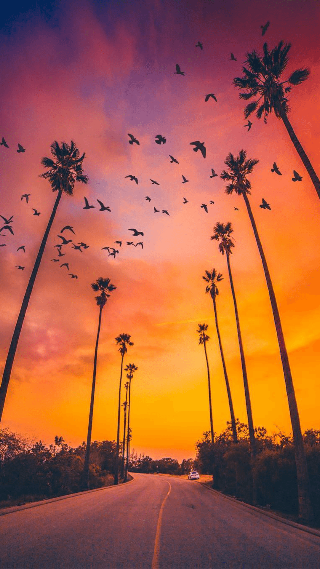 Sunset Nature Trees Wallpapers