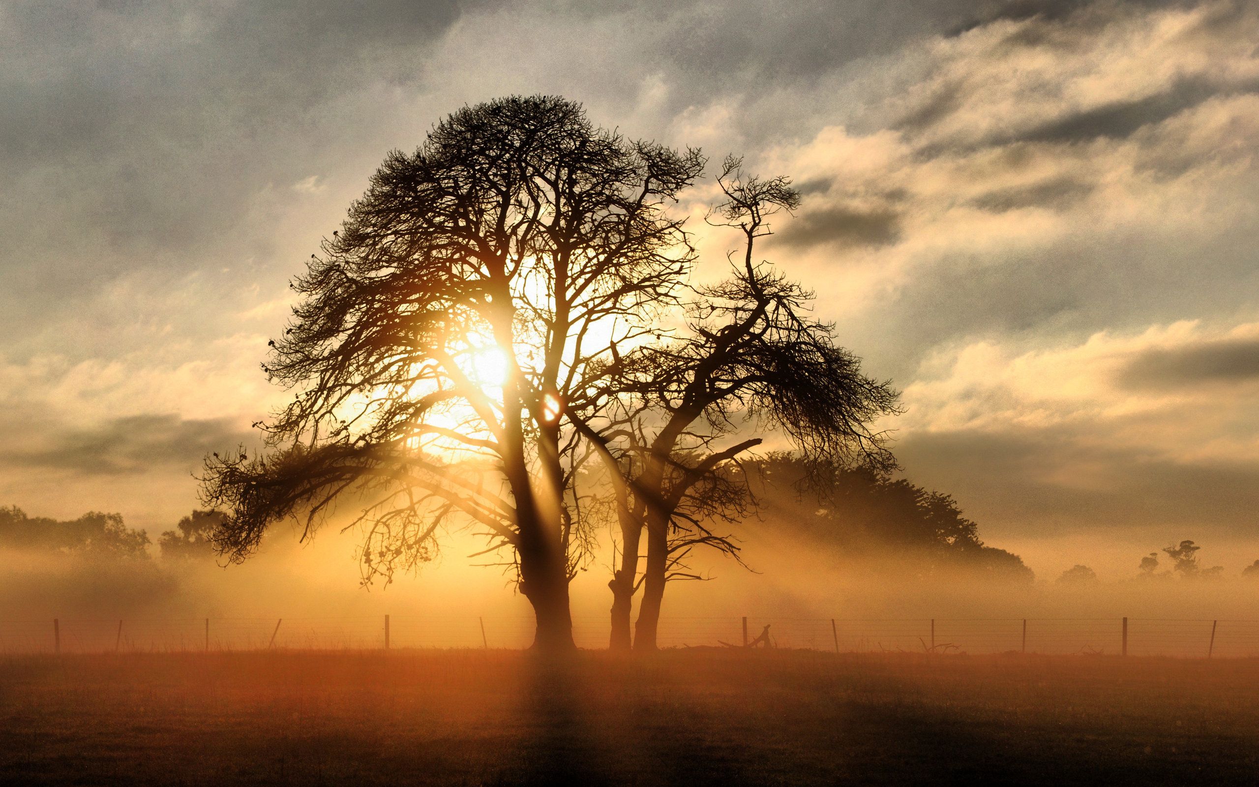 Sunset Nature Trees Wallpapers