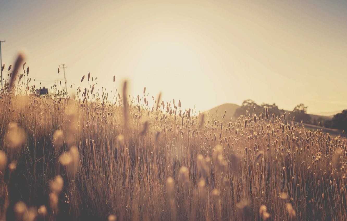 Sunset Over Field Wallpapers