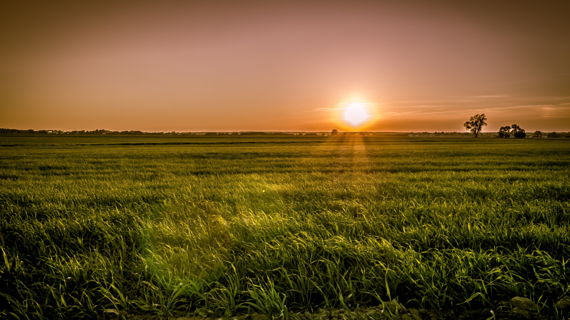 Sunset Over Field Wallpapers