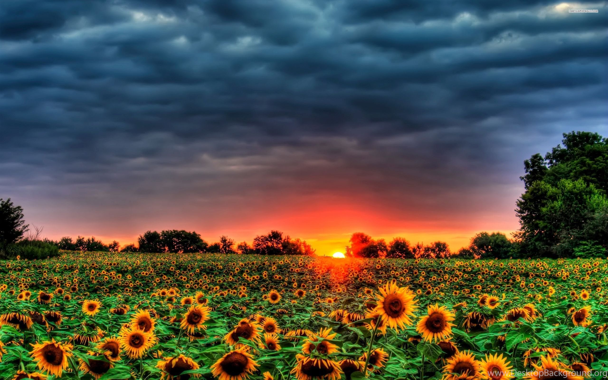 Sunset Over Field Wallpapers