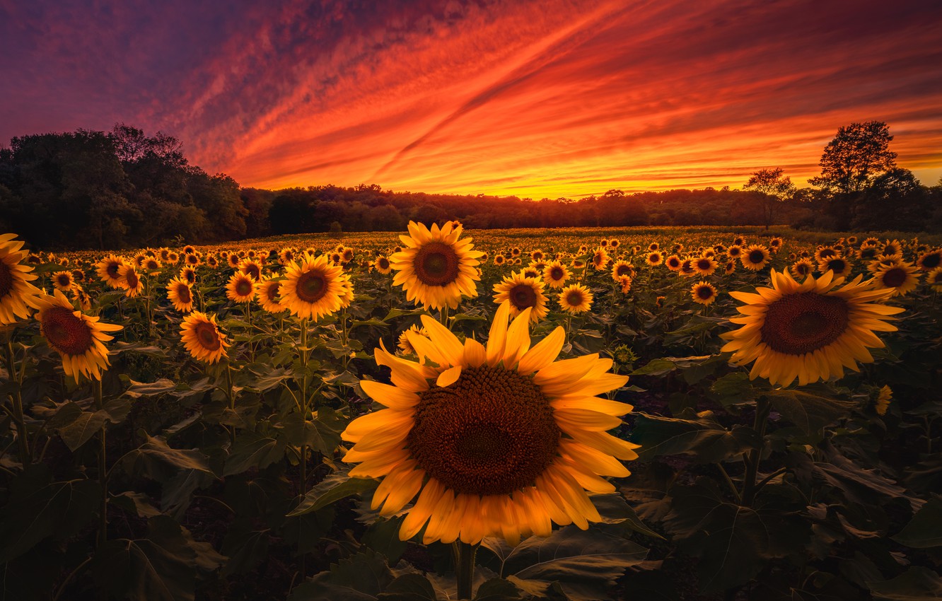 Sunset Over Field Wallpapers