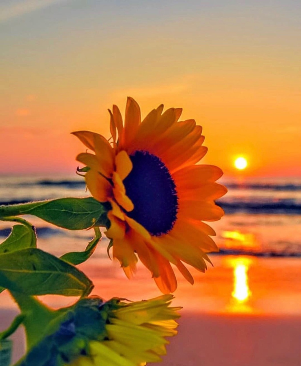 Sunset Sunflower Beach Wallpapers