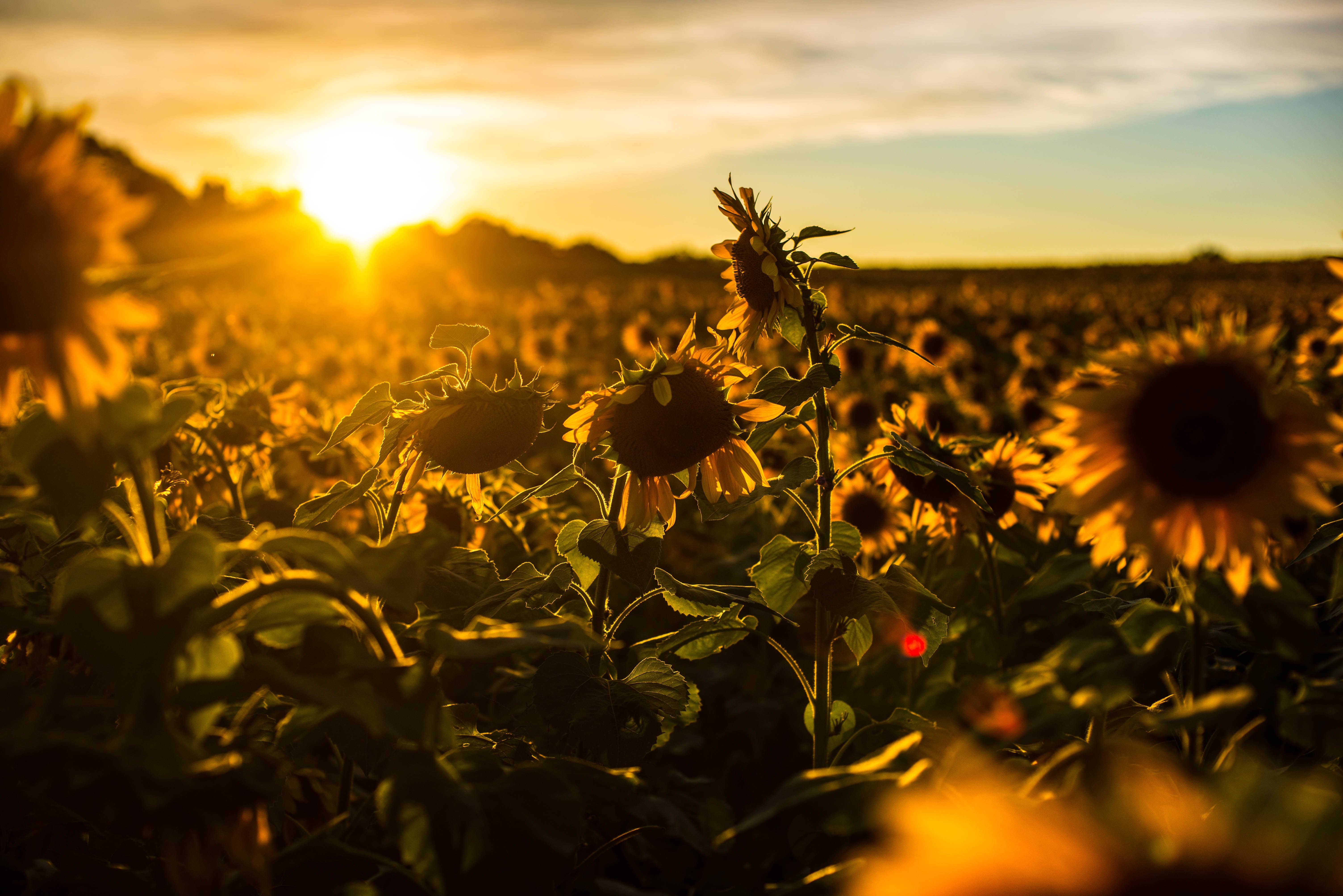 Sunset Sunflower Beach Wallpapers