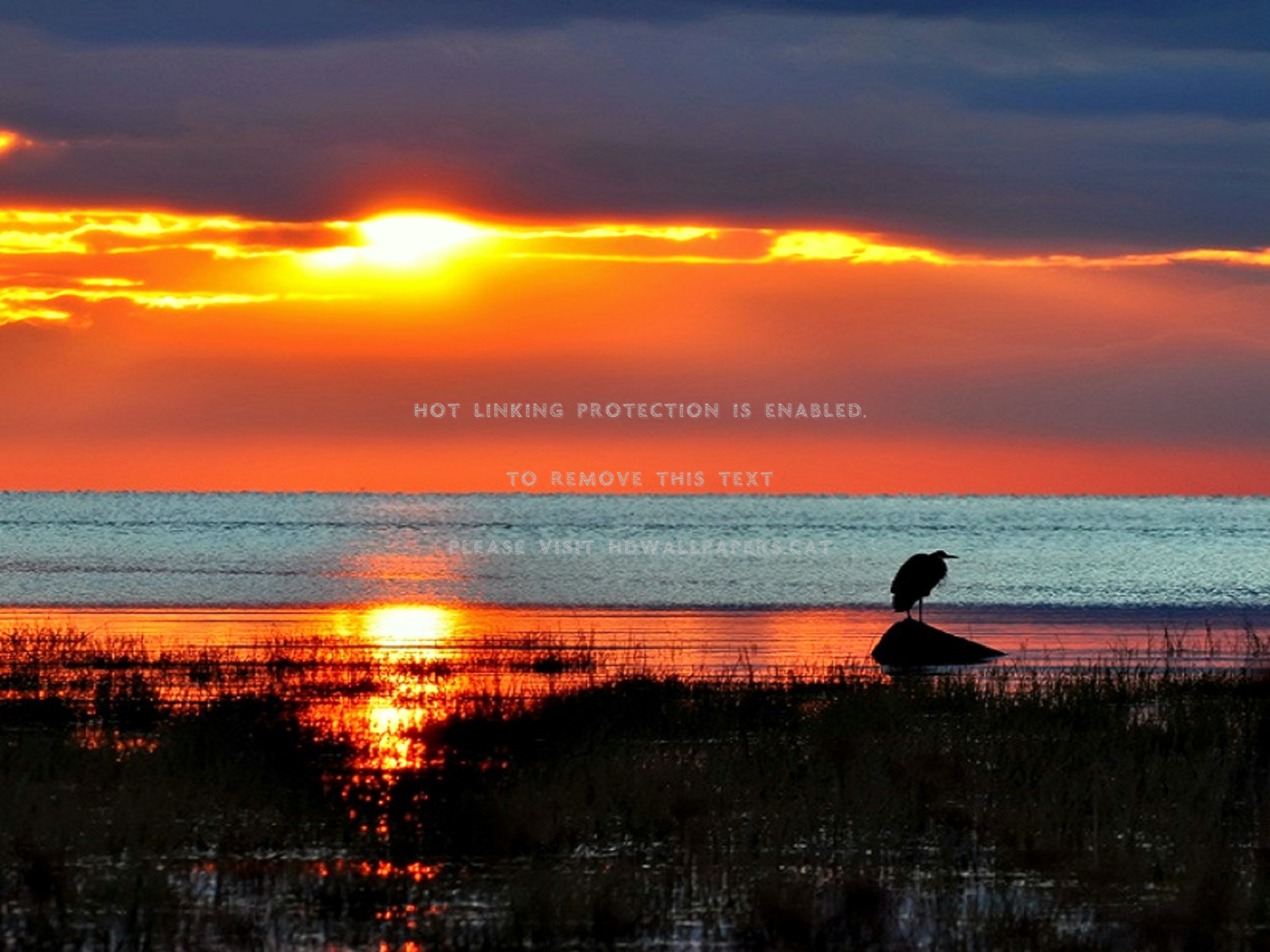 Sunset Tree Red Ocean And Sky Wallpapers