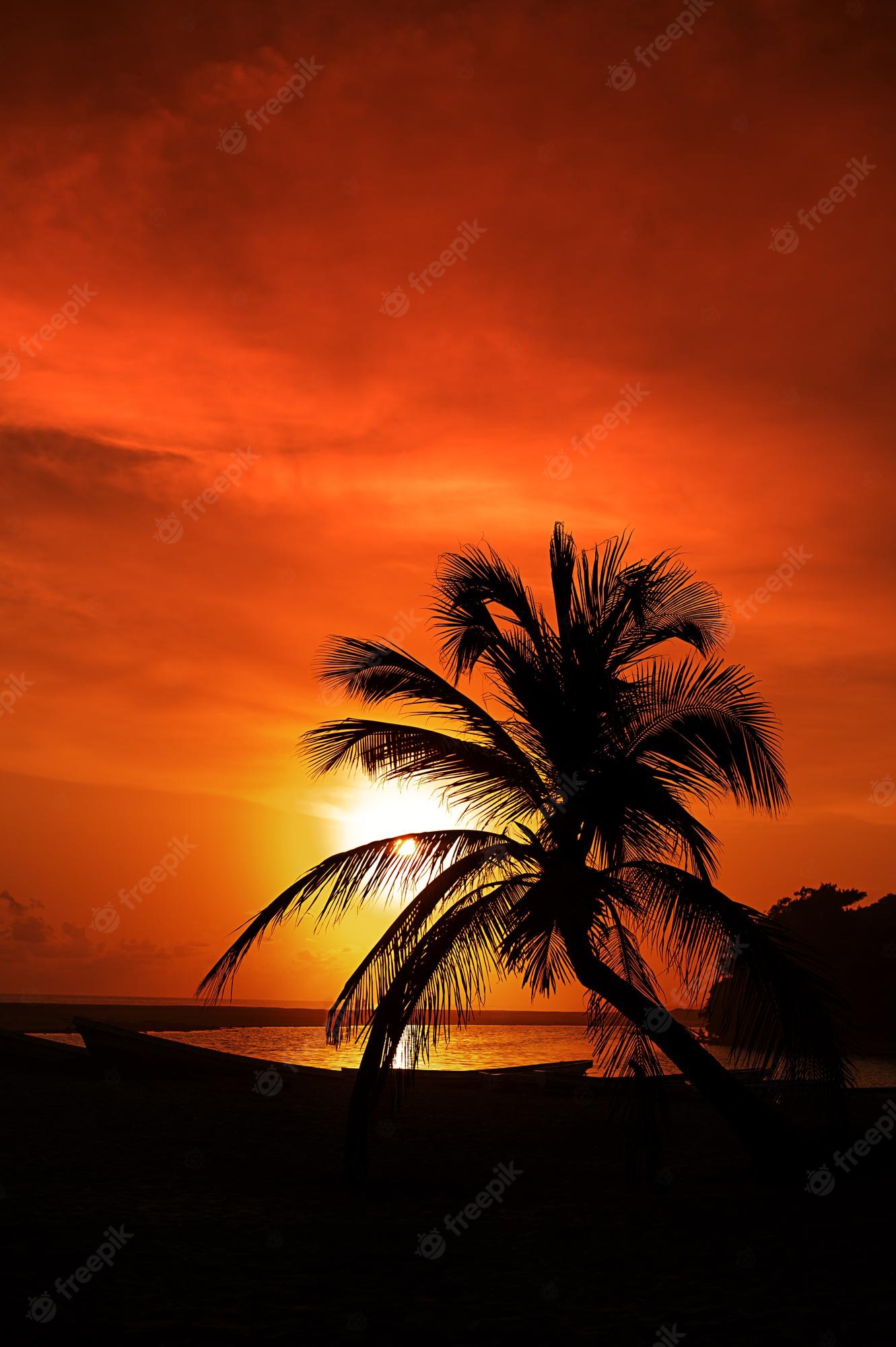 Sunset Tree Red Ocean And Sky Wallpapers