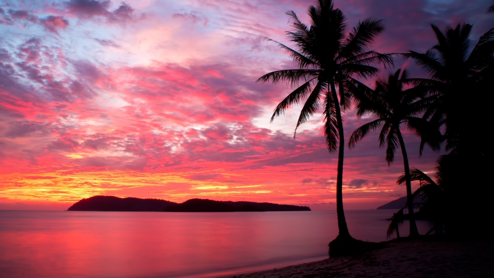 Sunset Tree Red Ocean And Sky Wallpapers