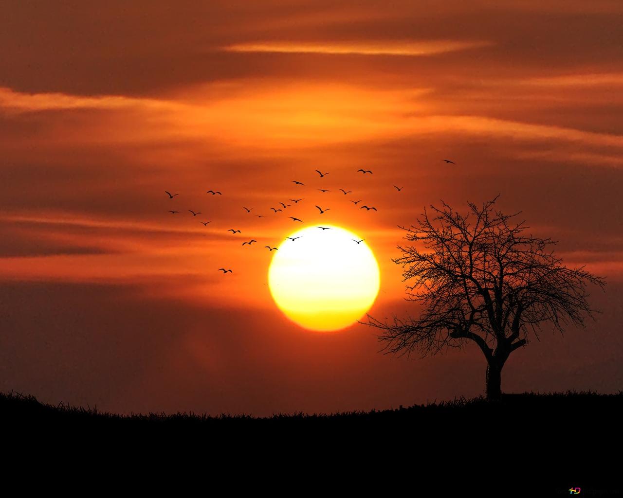 Sunset Tree Red Ocean And Sky Wallpapers