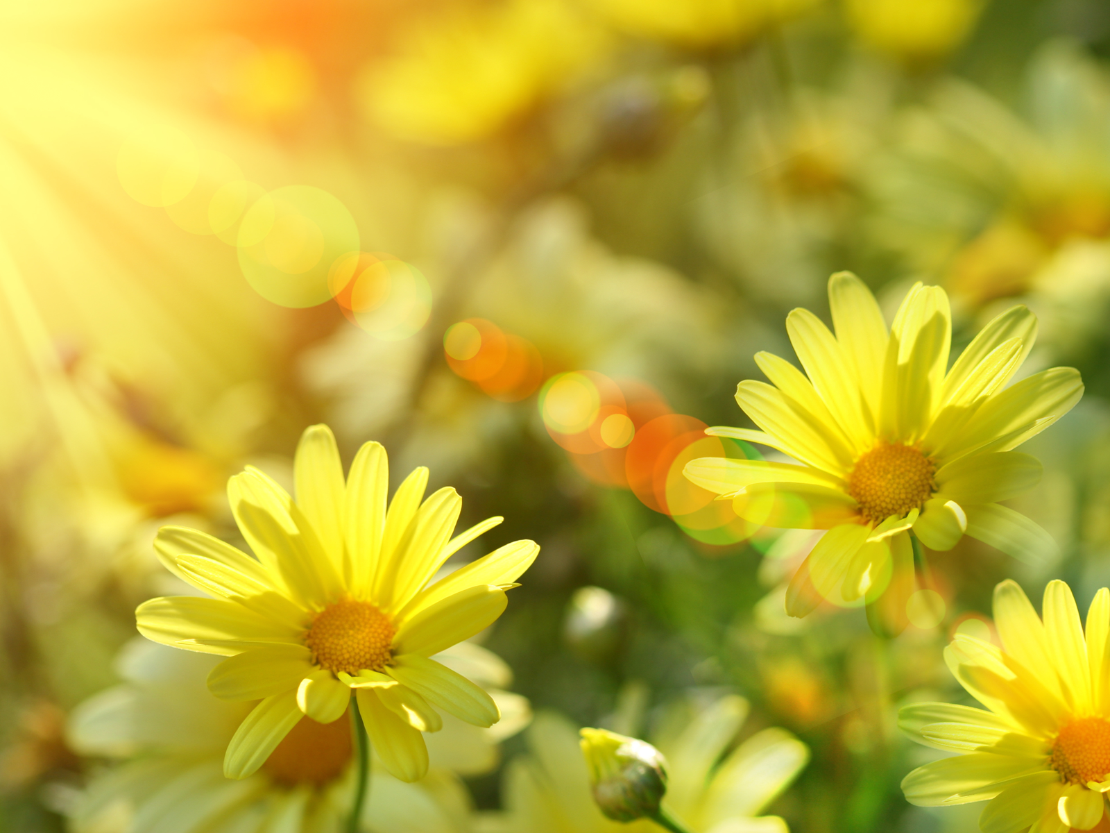 Sunshine And Flowers Images Wallpapers