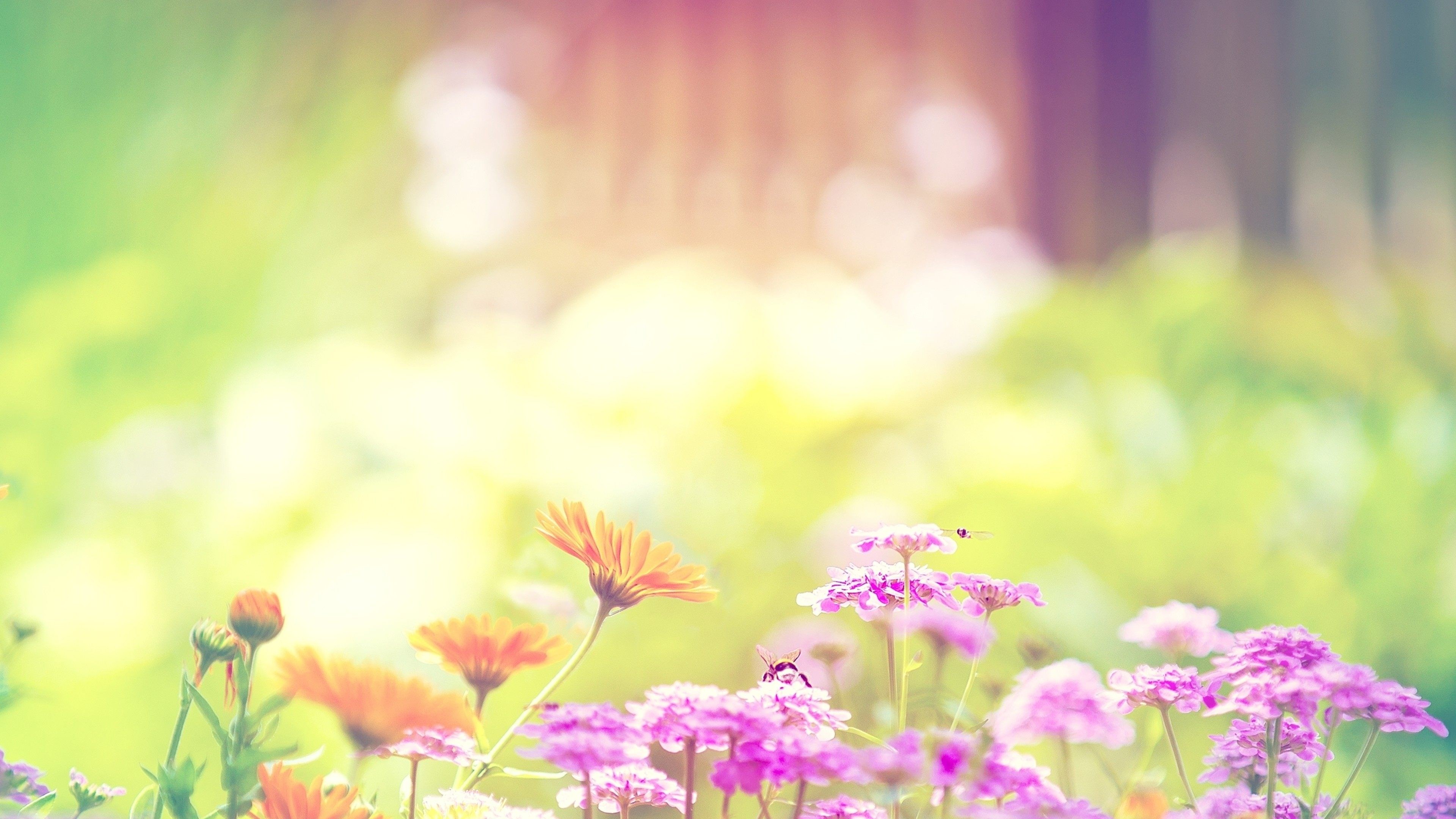 Sunshine And Flowers Images Wallpapers