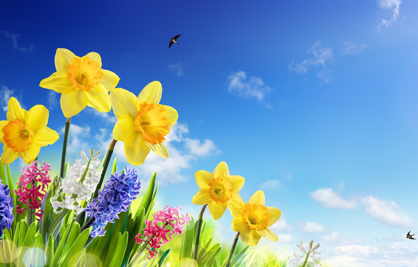 Sunshine And Flowers Images Wallpapers