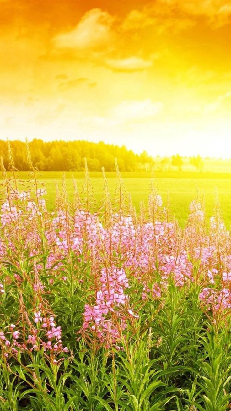 Sunshine And Flowers Images Wallpapers