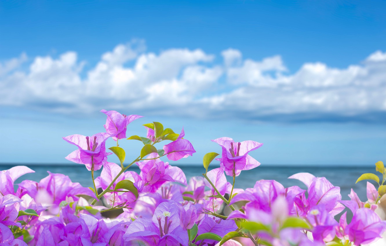 Sunshine And Flowers Images Wallpapers