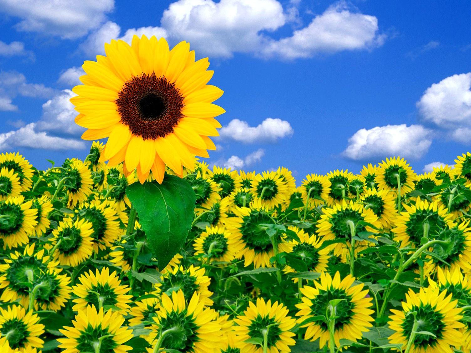 Sunshine And Flowers Images Wallpapers