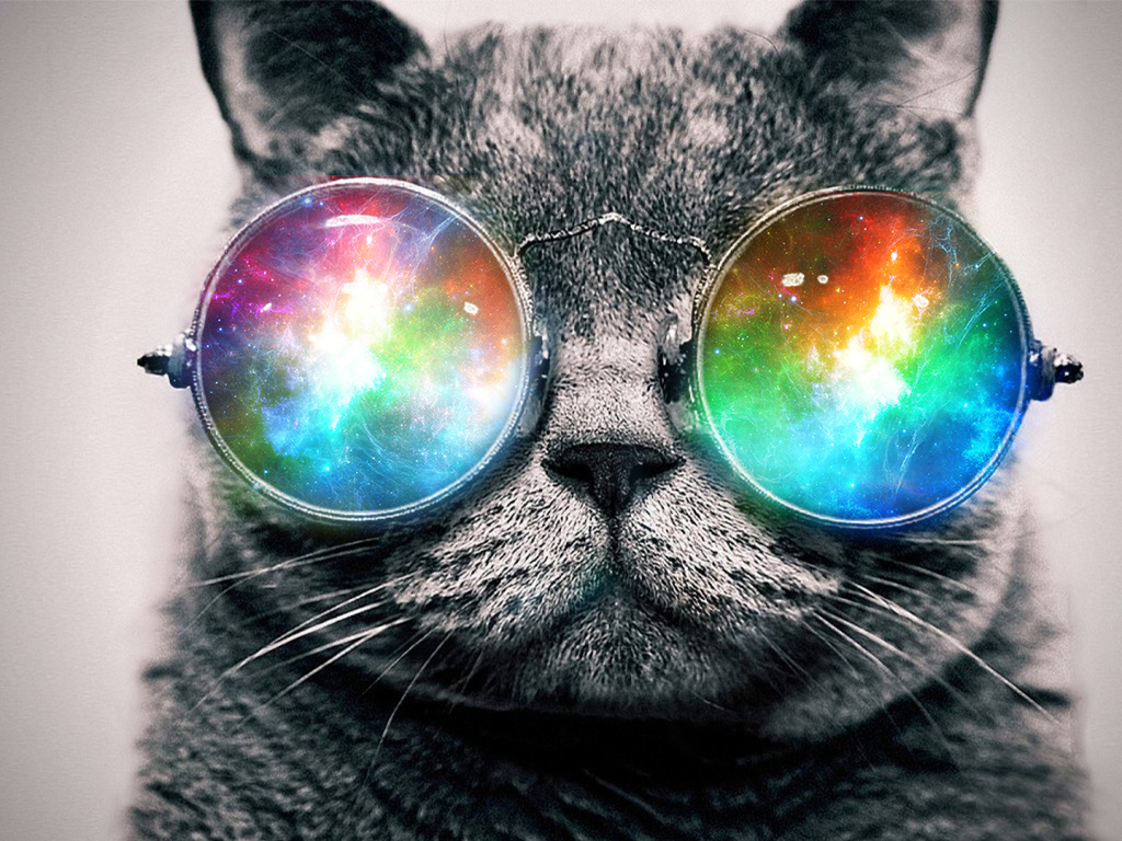 Swag Cat Wallpapers