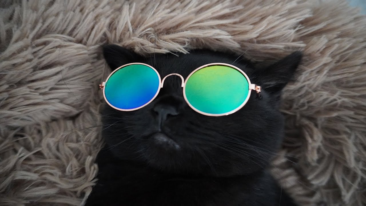 Swag Cat Wallpapers