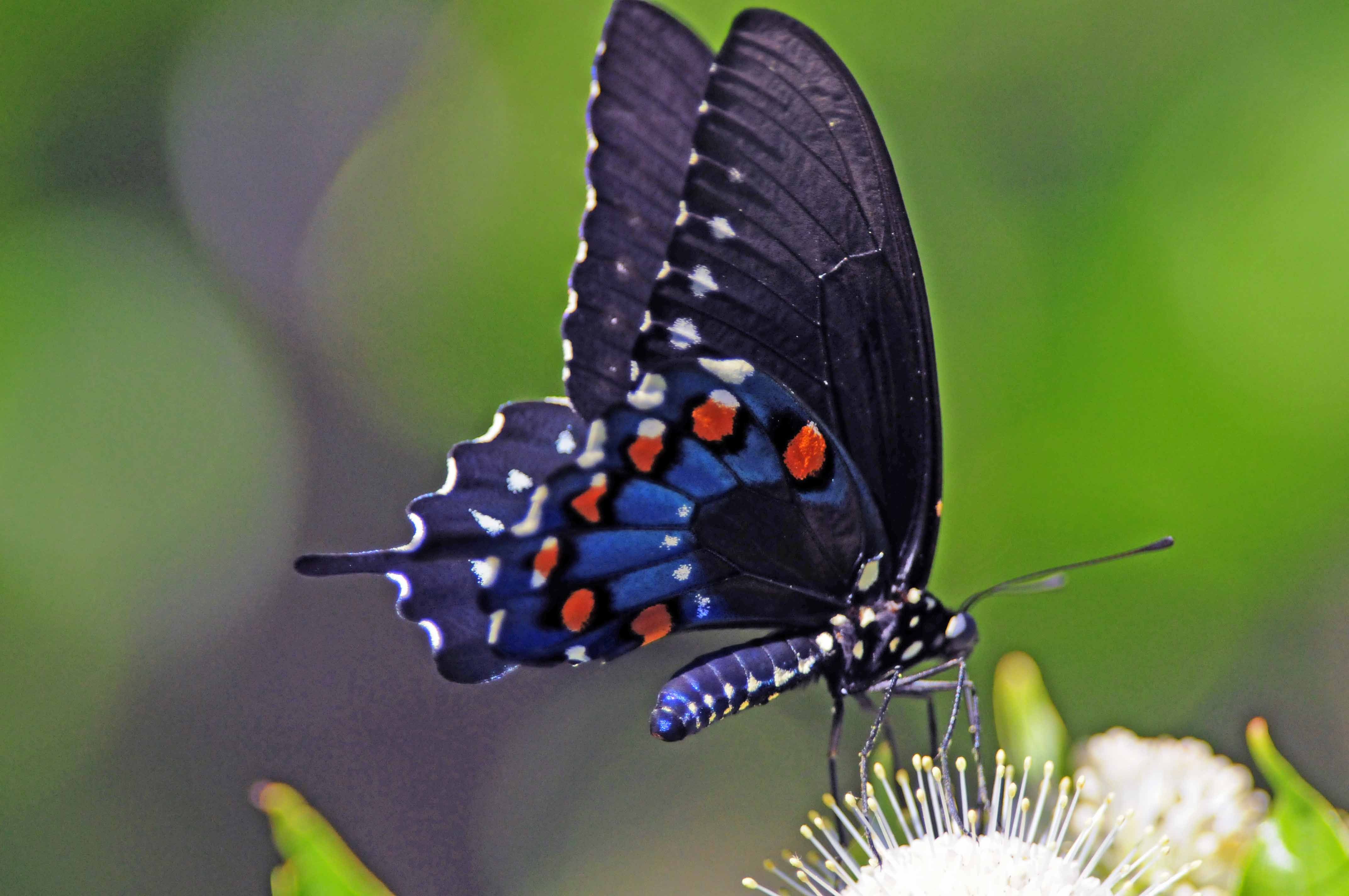 Swallowtail Butterfly Wallpapers